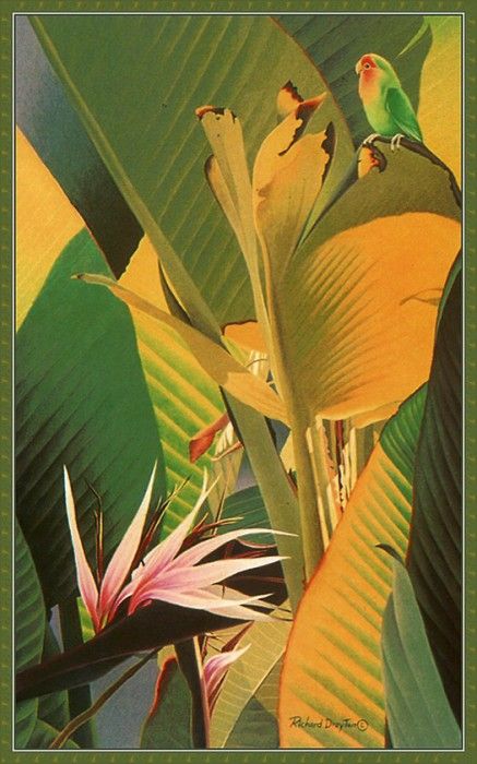 cr RichardDrayton-LoveBirdOfParadise. , 