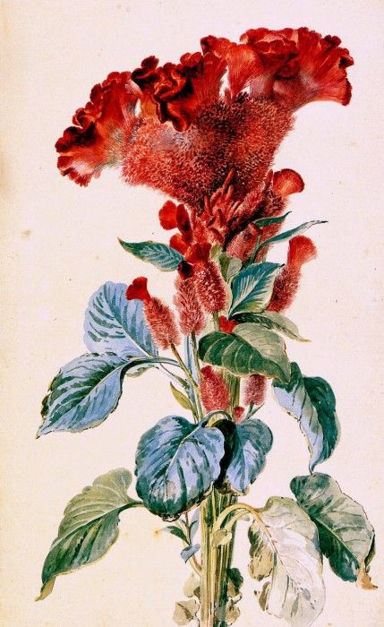 Schouman Aert Red cockscomb Sun. Schouman, 