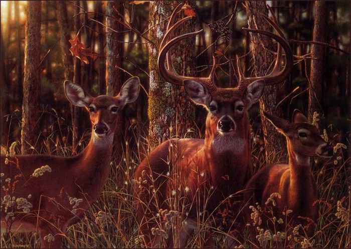 bs-na- Jay Kemp- Woodland Shadows- Whitetail Deer. ,  