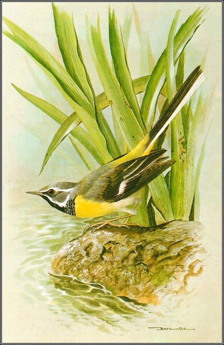 pa BasilEde 18 GreyWagtail. , 