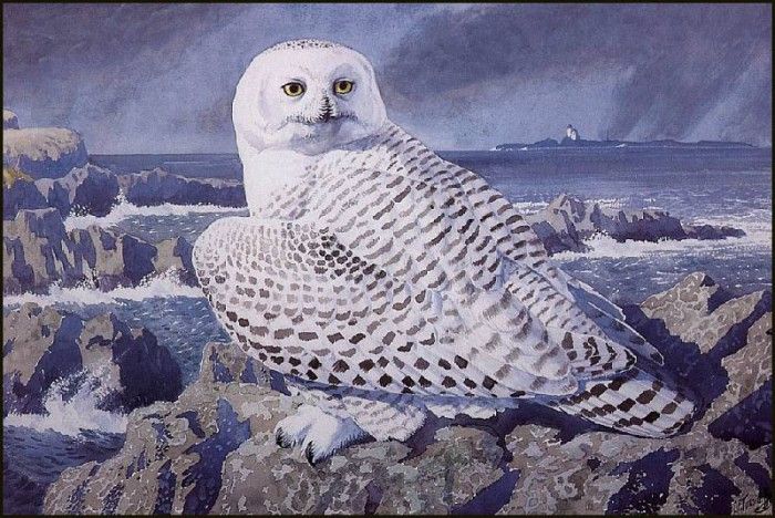 43620. Tunnicliffe, 