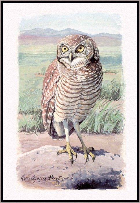 Fuertes-LouisAgassiz BurrowingOwl-sj. ,  F