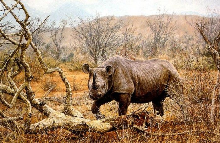 Ae 36 Tsavo Rhino Simon Combes sqs. , 