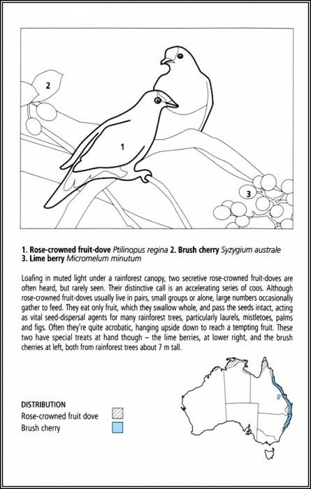 pa EgoGuiotto AG2004 12 Rose CrownedFruit Dove Key. Guiotto, 