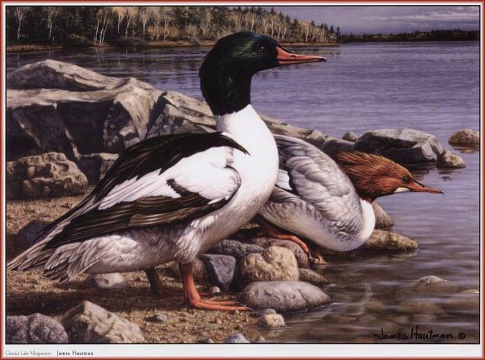 HautmanJames Glacier Lake Mergansers We@ISC. Hautman 