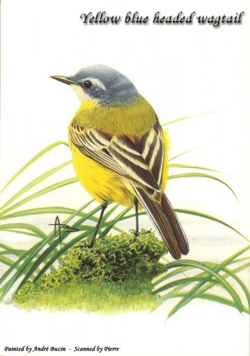 abs 17 yellow blue headed wagtail. , 