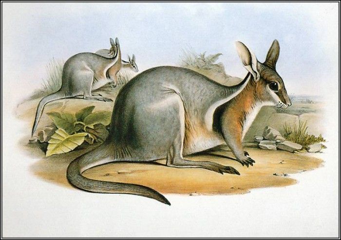 pa AVM end 03 Gould BridledNail-TailWallaby. , 