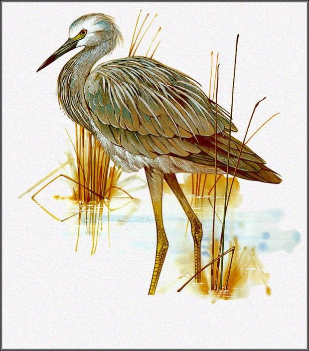 pa TonyOliver AustralianBirds 36 White FacedHeron. ������, ����