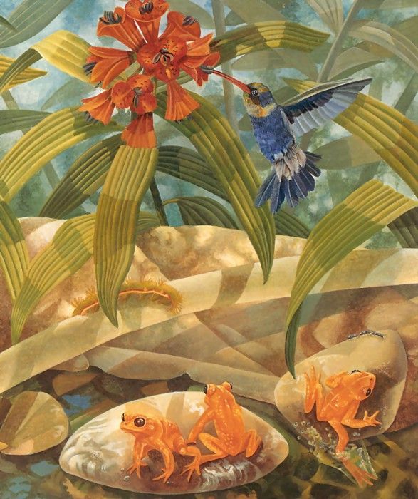 s4-vanishingspecies009-goldentoad. �����, L