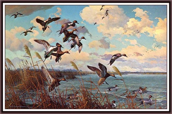 bs-na- Harry C Adamson- The Windy Cove- Pintails. ,  C