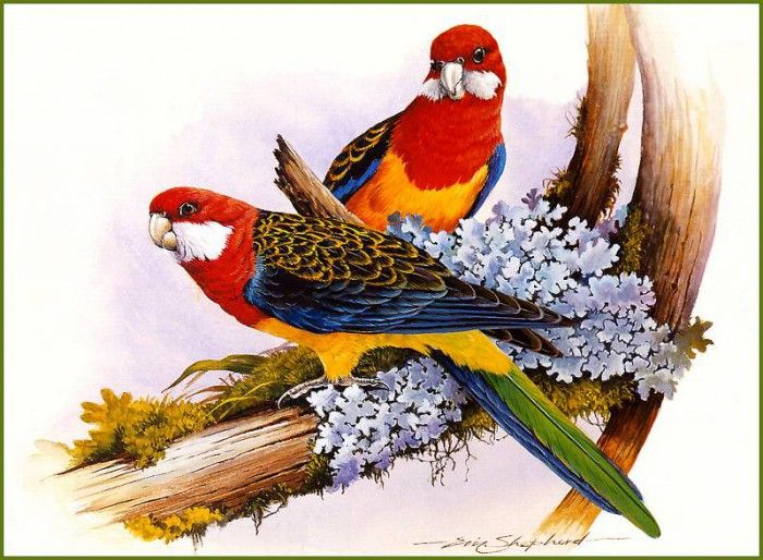 pa EricShepherd 10 EasternRosella. , 