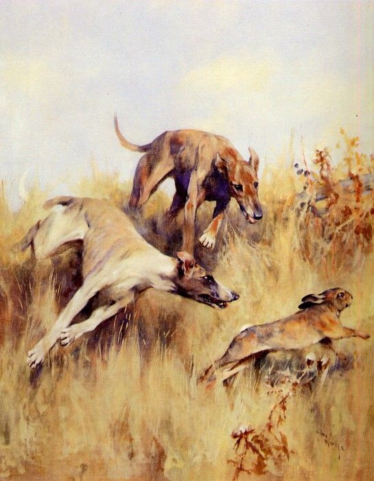 Wardle Arthur Greyhounds in chase of a rabbit Sun. , 