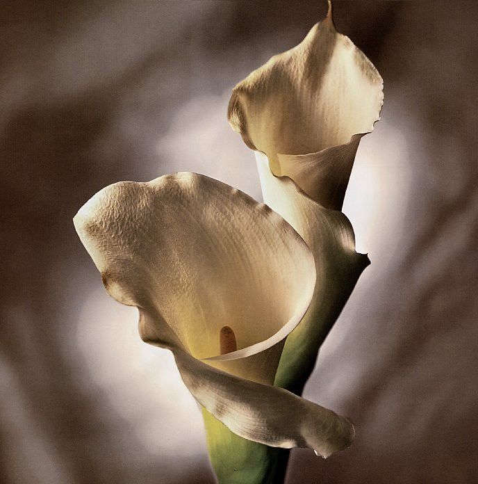 Tim Richter - Calla Lily, De. , 