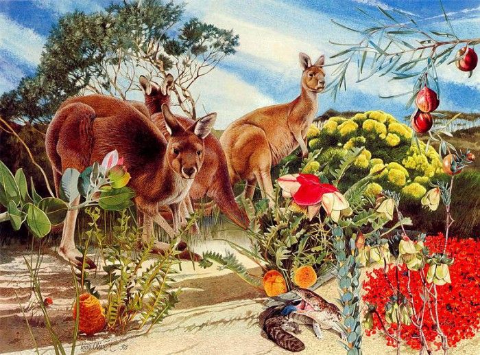 Oz AGls105 Tony Oliver Western Grey Kangaroo. , 