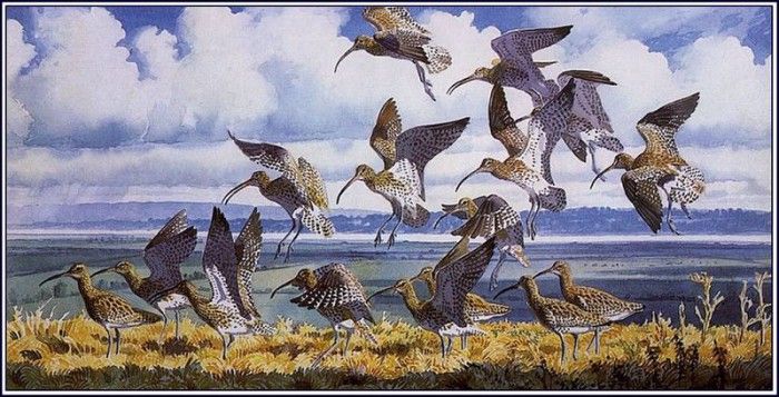 43650. Tunnicliffe, 