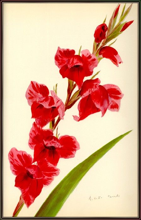 Davids Red-Hybrid-Gladiolus-sj. 