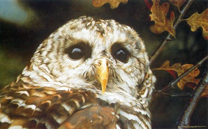 kb Brenders Carl-Up Close-Barred Owl. Brenders Karl