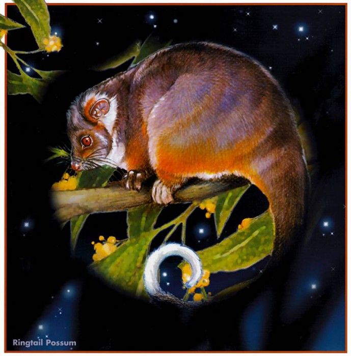 pa HartTrish 10 RingtailPossum. , 