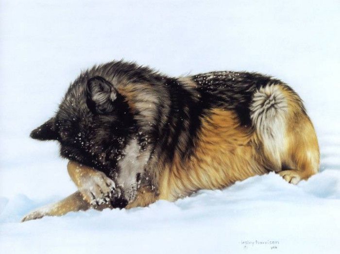 kb Harrison Snow Flurries. ��������, �����