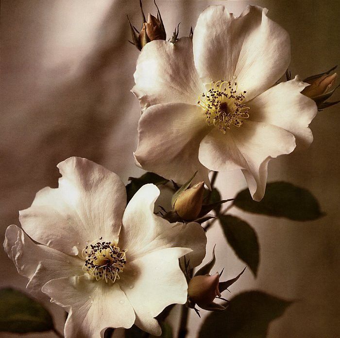 Tim Richter - Wild Rose, De. , 