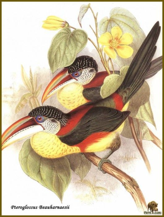 PO ptb 60 Toucan de Beauharnais. , 