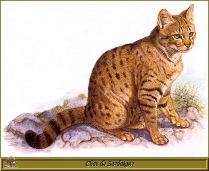 PO pfrd 074 Chat de Sardaigne. Dallet, ������