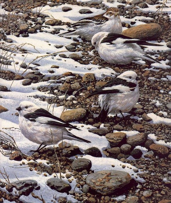 lrs Seerey Lester J Snow Buntings. Seerey- 