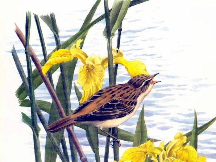 waters edge csg018 sedge warbler and yellow flag irises. , 