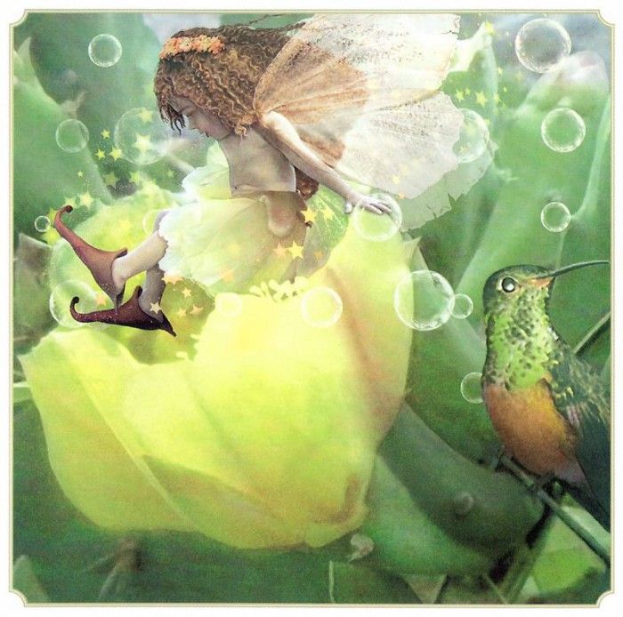 kb Cross Tom Win Prickly Pear Fairy. , 