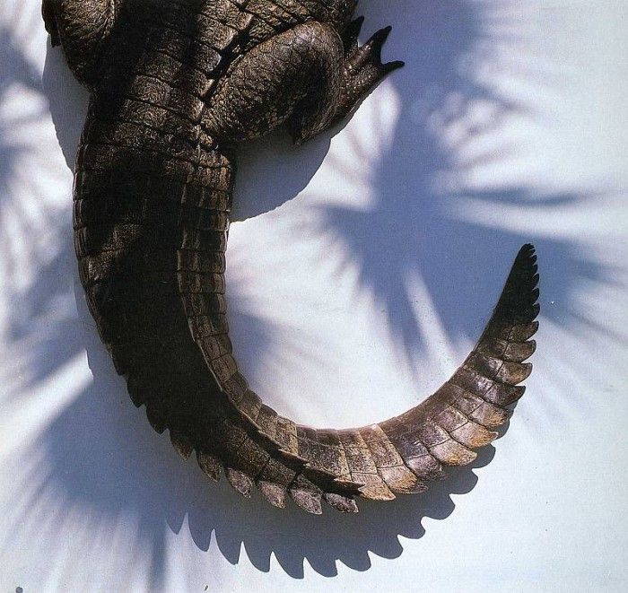 art 278. , 