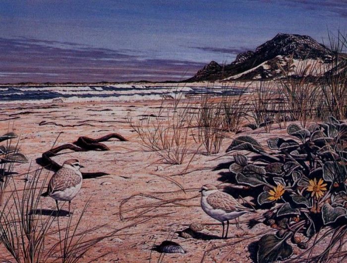 Simon Barlow - Nesting Plovers on Beach, 1996, De. , 