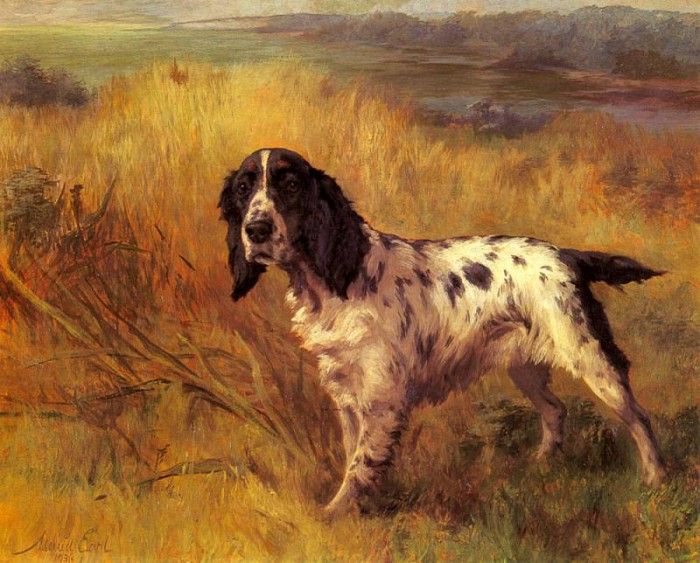 Earl Maud A Setter On Point. , 