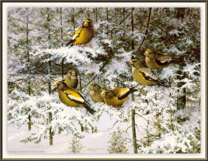GrommeOwen-EveningGrosbeaks (sj-art344). Gromme,  J