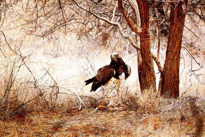 Ae 07 Martial Eagle Simon Combes sqs. , 