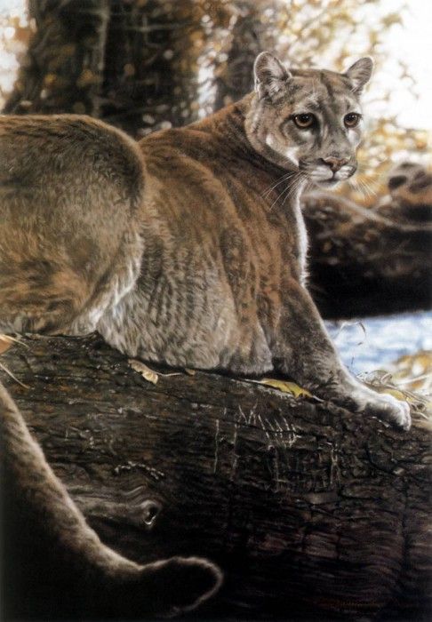 kb Harrison Woodland Royalty. ��������, �����