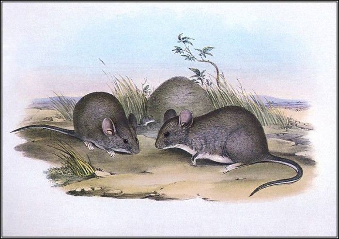 pa AVM end 07 Gould GreaterStick-NestRat. ����, ����