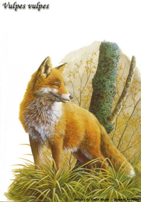 abs 23 vulpes vulpes. �����, �����