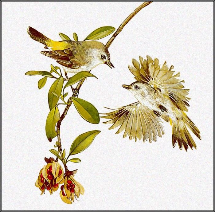 pa TonyOliver AustralianBirds 18 Yellow TailedThornbill. , 