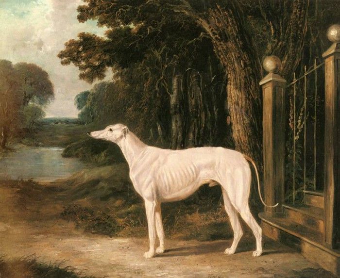 Herring Snr John Frederick Vandeau A White Greyhound. ,  