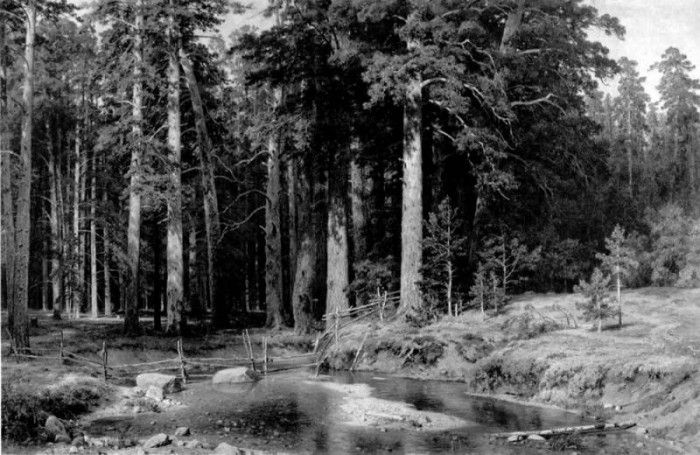 Shishkin Ivan Mast Tree Grove. ,  