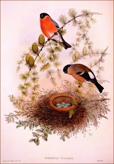 bs-na- H C Richter- Bullfinch. , HC