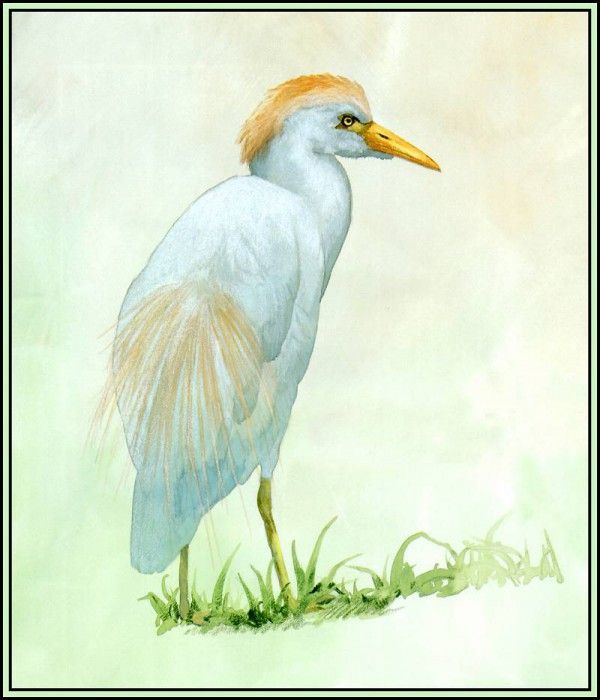 D50-AWE025-BR-Cattle Egret 1. Bansemer, 