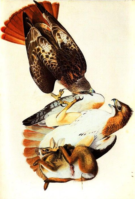 jja 0011 Red-Tailed Hawk Painted in Louisiana in 1821 and later reworked sqs. Audubon,  