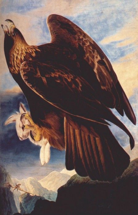 audubon golden eagle 1833-4. Audubon, Джон Джеймс