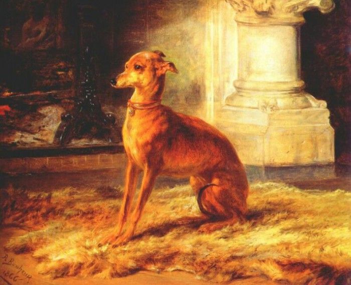 bonheur italian greyhound 1866. , -