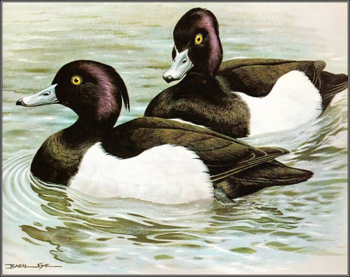 pa BasilEde 36 TuftedDuck. , 