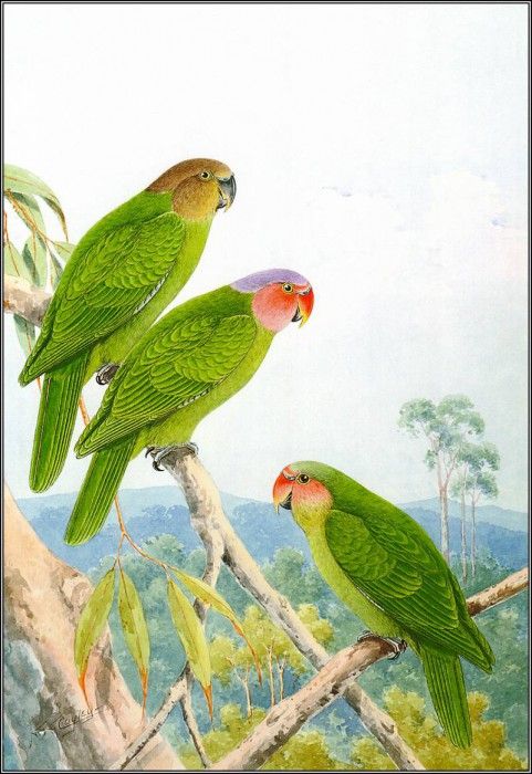 Red Cheeked Parrot. Olsen, Penny