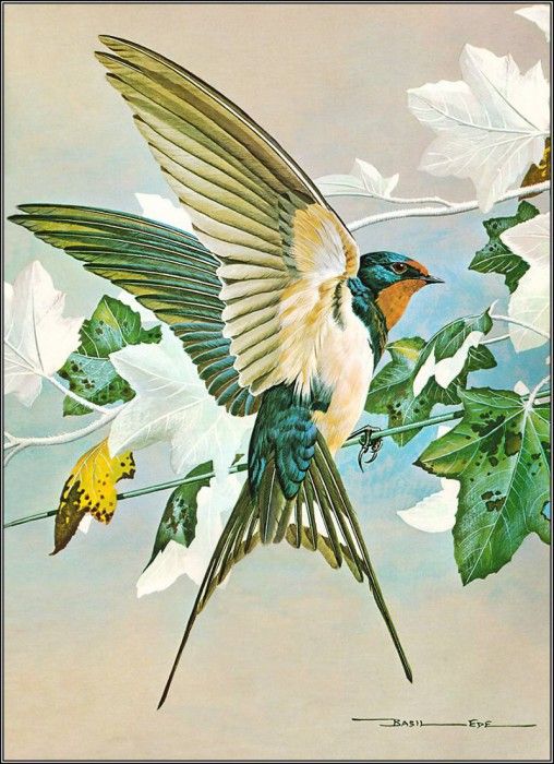 pa BasilEde 25 Swallow. , 