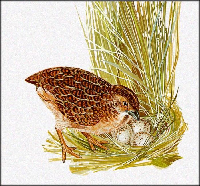 pa TonyOliver AustralianBirds 19 LittleButtonQuail. , 