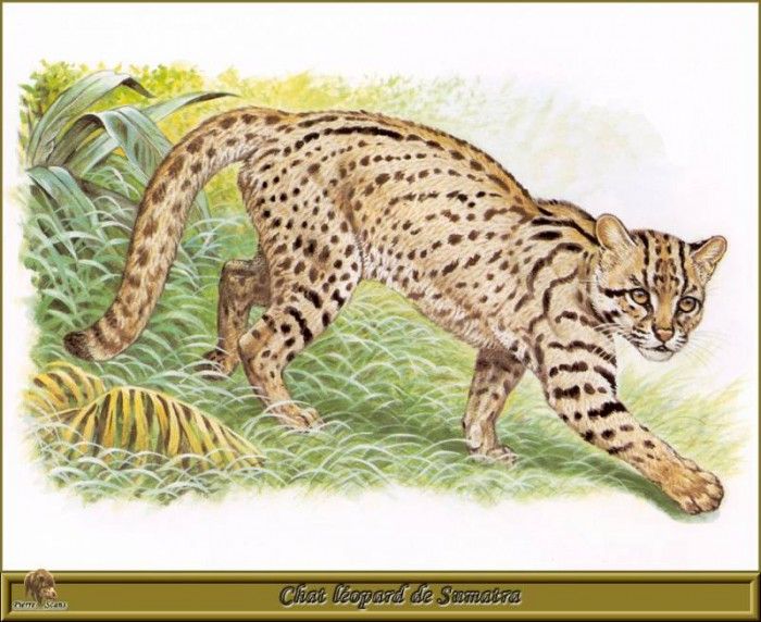 PO pfrd 088 Chat lopard de Sumatra. Dallet, 